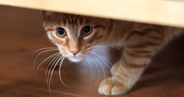 Secretaría de Salud descartan rabia en gatito reportado como agresivo