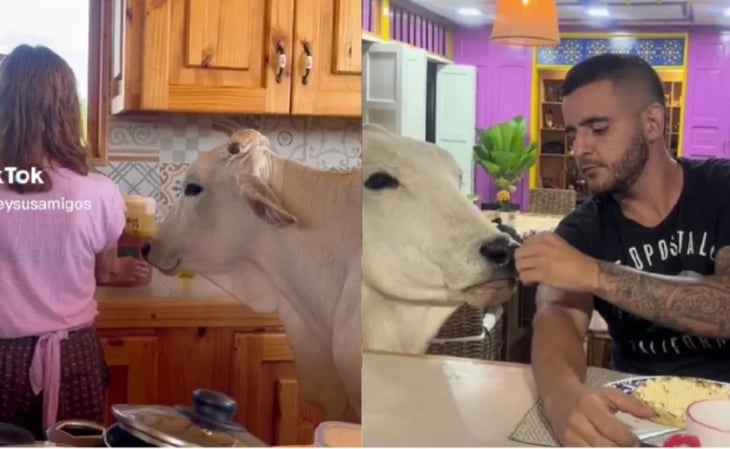 Matilde, la vaca mascota que come con sus dueños en el comedor y es viral en TikTok