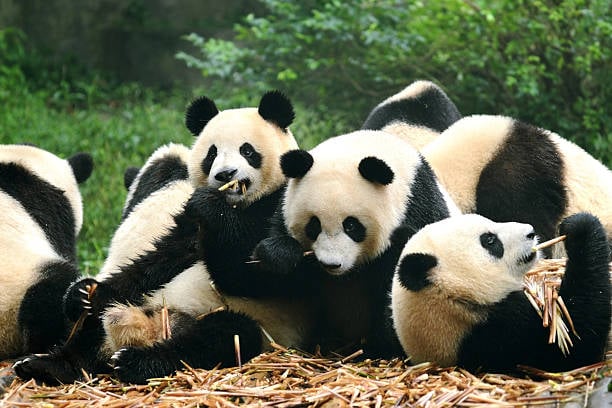 Datos interesantes que nadie sabia sobre los pandas gigantes 