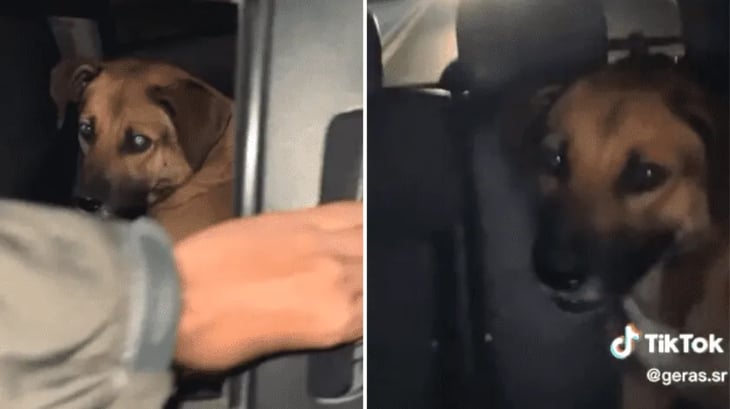 Perrito se hace viral por viajar solo en Uber a casa de sus abuelitos humanos