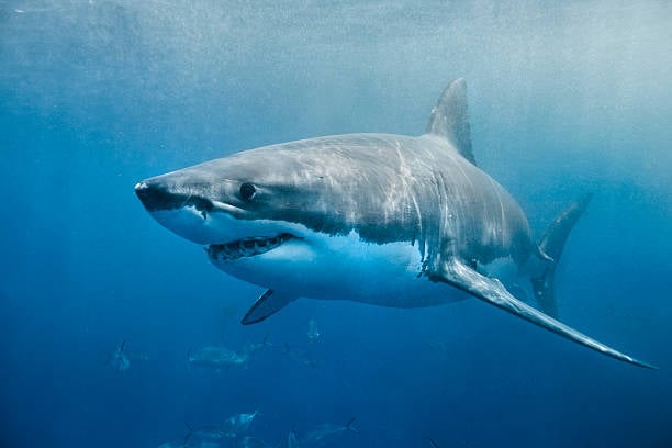 Ataque mortal de un tiburón blanco a un pescador en Sonora