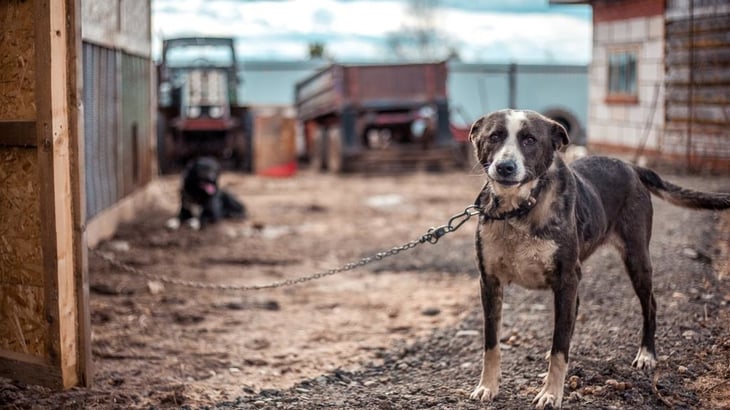 Control canino: La gente confunde maltrato con crueldad animal y solo denuncian esta última