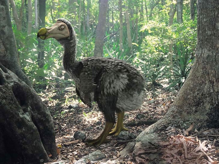 Compañía multimillonaria de biotecnología quiere traer de vuelta al Dodo