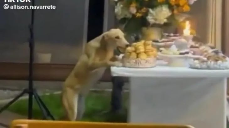 Perrito aprovecha que todos están bailando y se come la comida de una boda