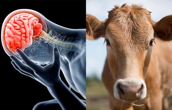 Reportan un caso de enfermedad de las vacas locas en los Países Bajos