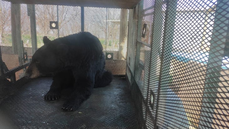 Dos ejemplares de oso negro fueron liberados en su hábitat natural