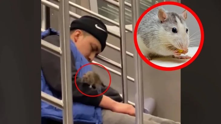 Rata se le sube a un hombre dormido en el metro
