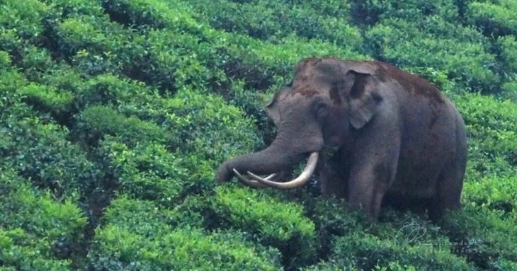 Padayappa, el amistoso elefante cuya fama se convirtió en una maldición en la India