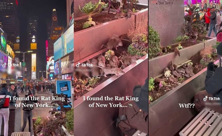 VIDEO: Ratas 'invaden' Times Square en Nueva York... hombre las alimenta