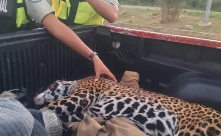 Atropellan a jaguar hembra en gestación frente a zona turística de Quintana Roo; madre y cría murieron