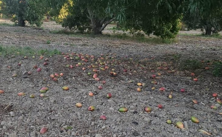 Pedirán Declaratoria de Emergencia por pérdida de 60% de producción de mango en Oaxaca