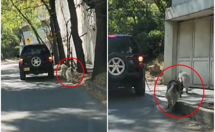 VIDEO: Exhiben a vecinos de Las Lomas que pasean a sus perros desde una camioneta
