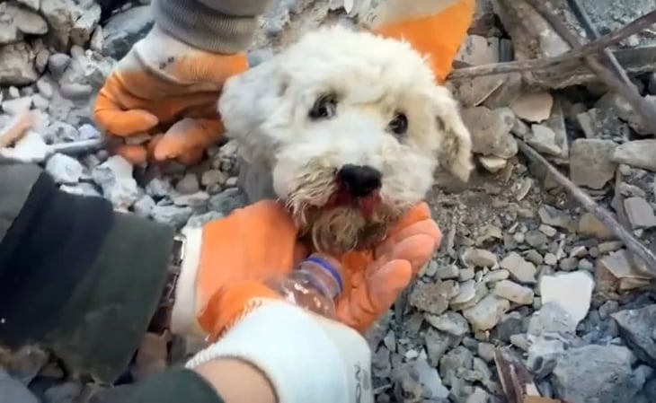 Terremoto en Turquía: perrito asoma cabeza aún con vida; lo rescatan entre escombros