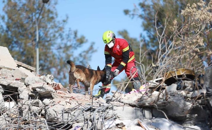 Así laboran los binomios caninos mexicanos en Turquía, tras devastador terremoto