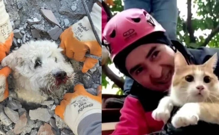 Conoce a las mascotas que fueron rescatadas bajo los escombros en Turquía
