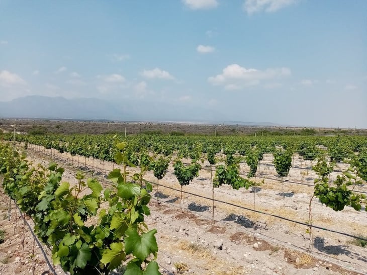 Tres nuevos socios hay en la asociación de vinos en Coahuila