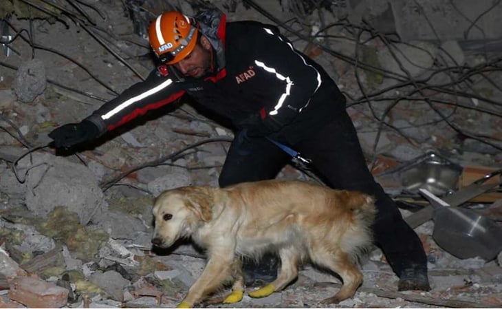 Lastimado y cortado de sus patitas, Kopuk rescata 5 personas de los escombros en Turquía