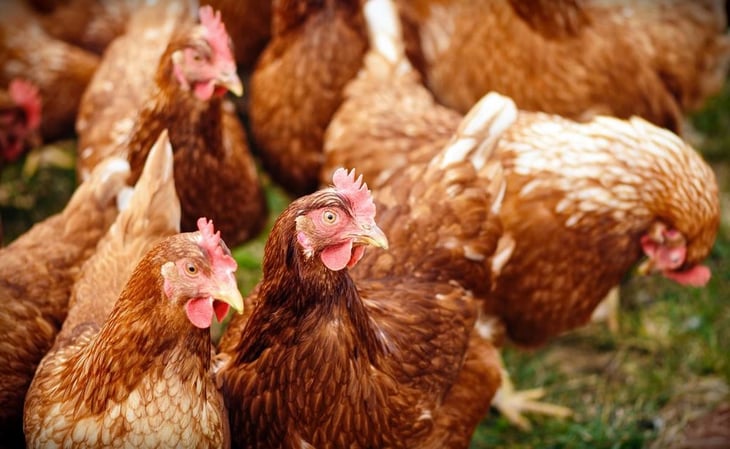 Avance de gripe aviar enciende alarmas en Latinoamérica