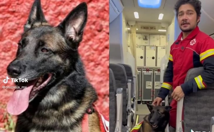 Conoce a 'Rex', uno de los perros rescatistas de la Cruz Roja Mexicana que auxilia en Turquía