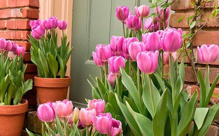 ¿Cómo cuidar tulipanes en maceta dentro de casa?