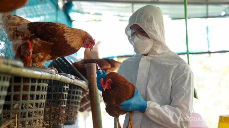 Alertan por virus H5N1, ya son 12 países de América con casos de gripe aviar