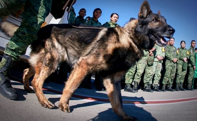 'Proteo', perrito rescatista fallecido en Turquía, es homenajeado en la Base Militar de Santa Lucía