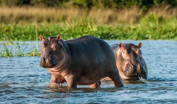 Datos del hipopótamo que no conocías