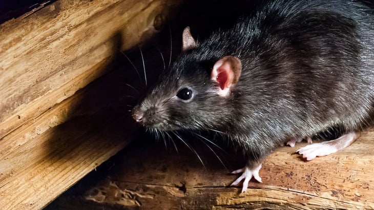 De plaga a heroínas: cómo las ratas pueden ser la nueva clave para rescatar personas luego de un terremoto