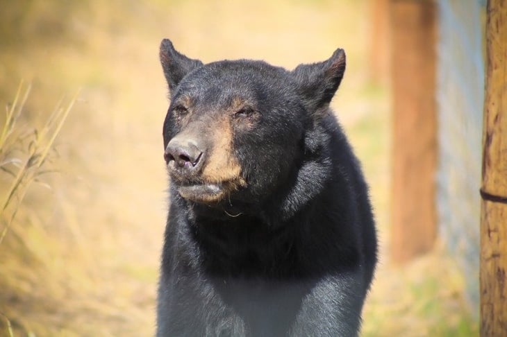 Municipio de Monclova impartirá platicas de protección a osos negros
