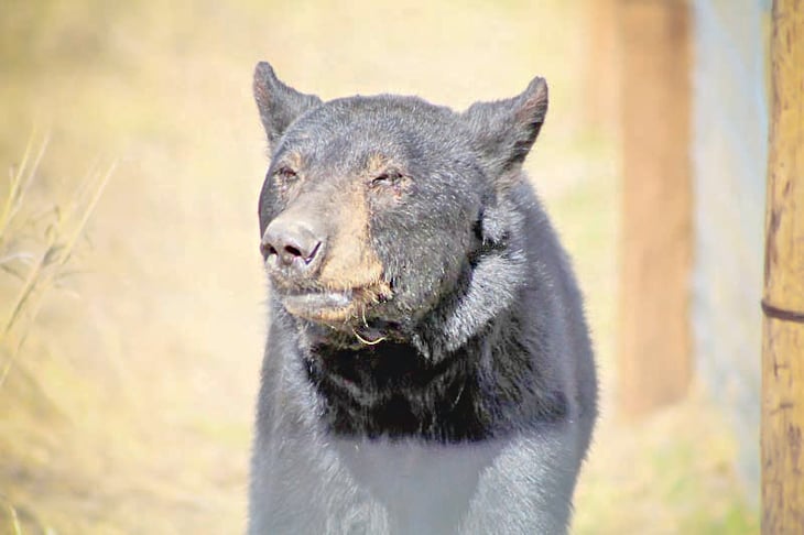 Municipio impartirá pláticas de protección a osos negros