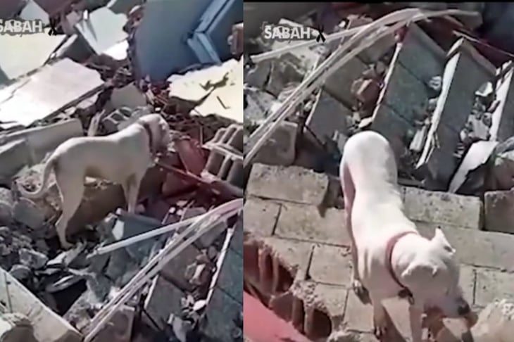 VIDEO: Con pedazo de pan, perrito busca a su dueño entre escombros en Turquía