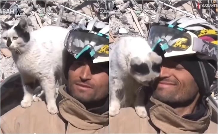 VIDEO: Gatito rescatado entre los escombros en Turquía se niega a abandonar al hombre que lo salvó