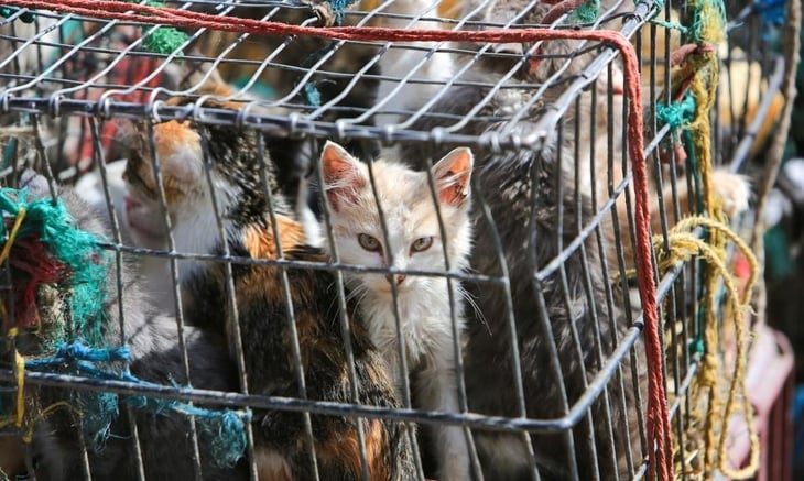 Hallan 2 mil gatos muertos que iban a ser usados para remedios medicinales en Vietnam