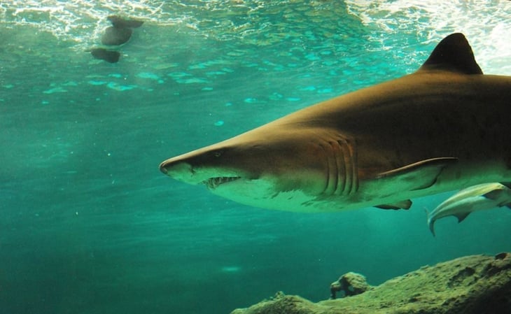 Australiano muere tras ser atacado por tiburón en Nueva Caledonia