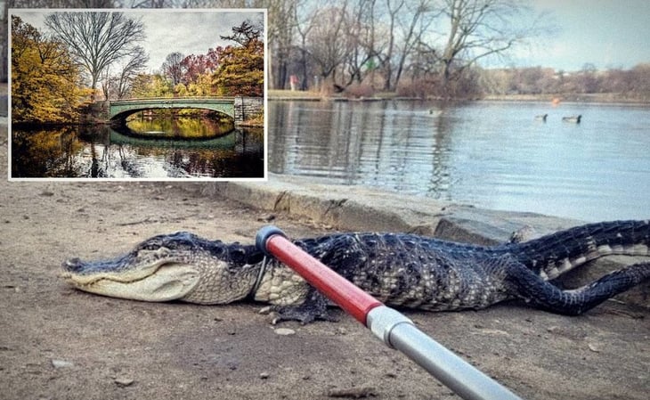 Capturan caimán de más de un metro en parque de Nueva York