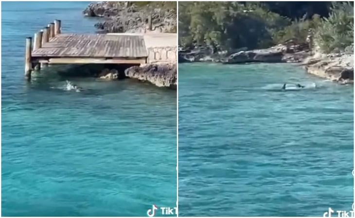 VIDEO: Perro ahuyenta a un tiburón frente a turistas en las Bahamas y se hace viral