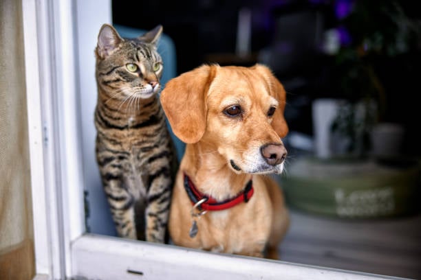 Según la ciencia esta es la diferencia entre los amantes de los perros y los de los gatos