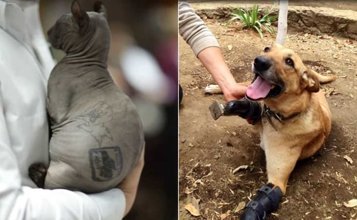 Un gato egipcio tatuado y un perro mutilado: huellas del narco en México