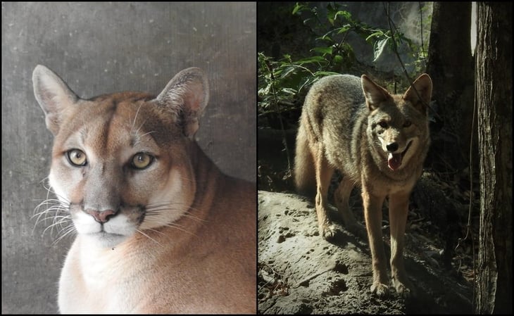 Un puma y dos coyotes, nuevos habitantes del zoológico de Tuxtla Gutiérrez, Chiapas