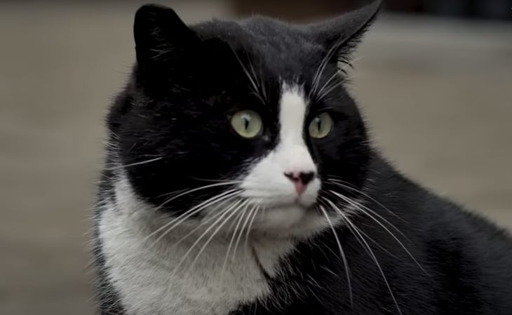 Gacek, el gato callejero con sobrepeso que es el atractivo principal de turistas en Polonia