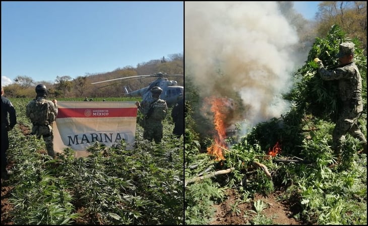 Localizan y destruyen cuatro plantíos de amapola y marihuana en Sinaloa
