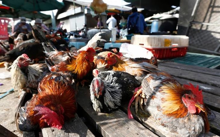 Gripe aviar es una nueva guerra mundial, advierten especialistas 