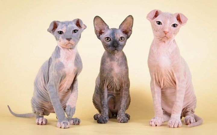 Estas son las razas de gatos exóticos