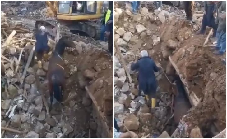 VIDEO: Rescatan con vida a un caballo que paso 21 días bajo los escombros en Turquía