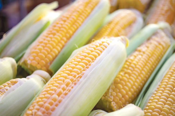 Se exigirá pruebas a EU, si recurre al T-MEC, por prohibir el maíz transgénico de México