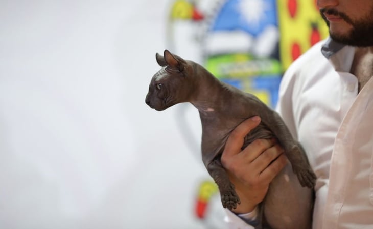 Encontró a su Karen: adoptan a gato egipcio rescatado en penal de Ciudad Juárez