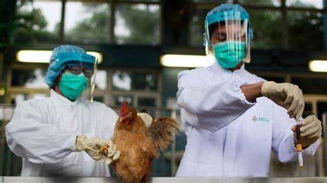 La OMS confirma un caso de gripe aviar en mujer de China