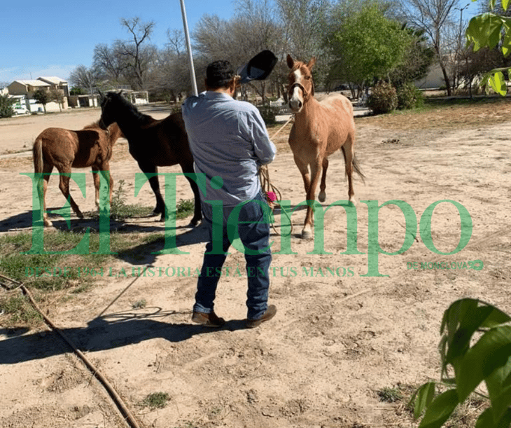Fomento agropecuario decomisa caballos que vagaban en San Juan Bautista