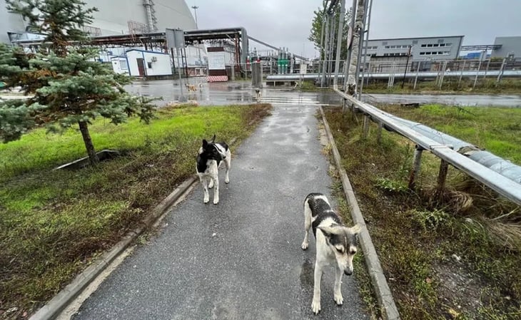 Estudio demuestra que los perros callejeros de Chernóbil son genéticamente diferentes