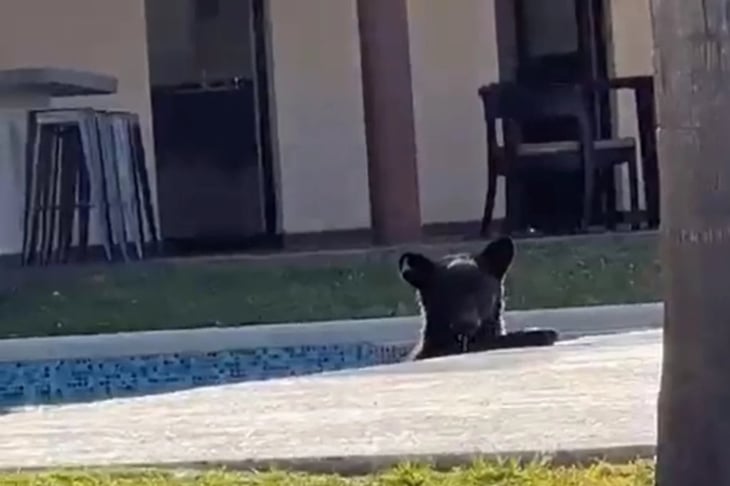 VIDEO: Captan a oso refrescándose en alberca de casa en Monterrey